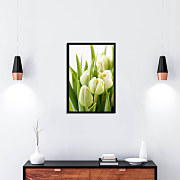 poster white tulips